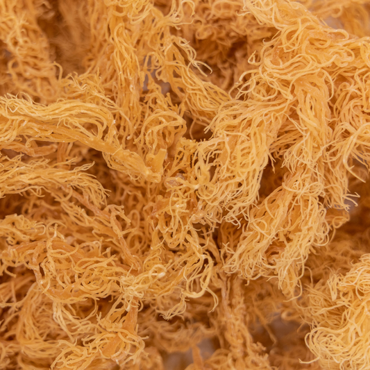 Wildcrafted golden sea moss from st. lucia waters and dried in the sun.